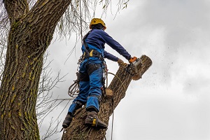 Pearl River Tree Service
