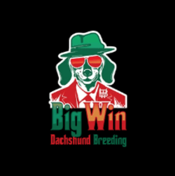 Big Win Dachshund Breeding LLC Logo