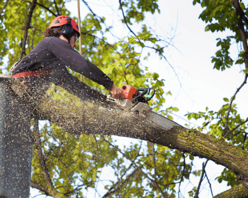 Roswell Tree Services