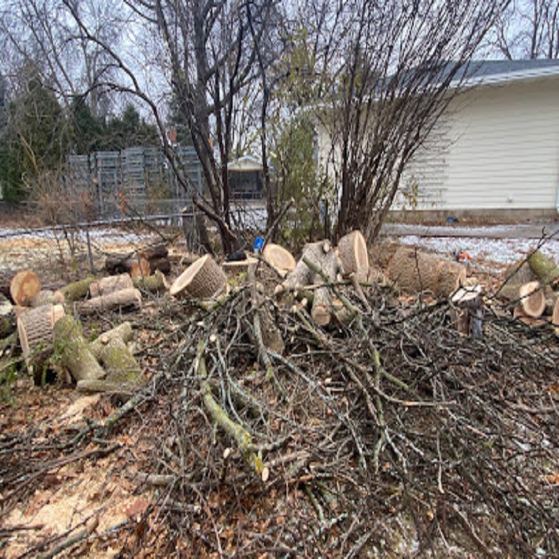 Tree removal maplewood mn