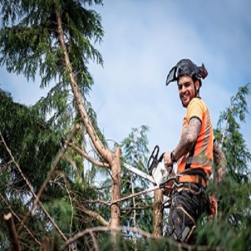 Costa Mesa Tree Service