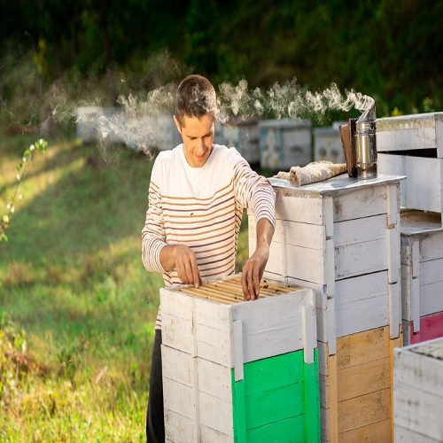 Queen B Bee Hive Removal Seattle Logo